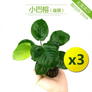 異景園魚(yú)缸水族箱造景水榕沉木活體水草淡水無(wú)土植物后景真水草凈水增氧 小巴榕【買(mǎi)就發(fā)3】巨劃算特惠