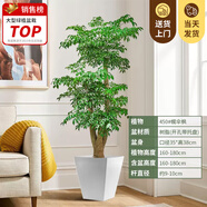嘆為觀止大型植物發(fā)財(cái)樹各種大顆盆栽開業(yè)喬遷客廳辦公室內(nèi)好養(yǎng)大型花卉 幌傘楓【1.6-1.8米】 不含盆