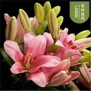 香水百合種球四季花卉好養(yǎng)易活盆栽室內(nèi)花植物種球濃香百合花種球 迪西多頭花包活包對版 百合種球一顆