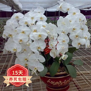 歐悟 蝴蝶蘭花苗盆栽室內(nèi)觀花植物桌面陽臺年宵花卉四季開花綠植花卉 白色蝴蝶蘭+透明原盆+原土