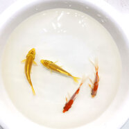 墨煜冷水魚(yú)活體魚(yú)觀(guān)賞魚(yú)紅草花草黑草金魚(yú)草鯽魚(yú)錦鯉魚(yú)飼 紅白/黃金各3條9-11CM