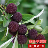 【 兩棵裝當年結果】楊梅樹(shù)苗 嫁接水果樹(shù)苗盆栽大楊梅苗南方種植果樹(shù)苗盆栽花卉南北方 黑炭一年苗【大果中熟甜】2棵裝 現挖現賣(mài)