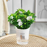 愛你一萬年梔子花盆栽花卉植物室內(nèi)綠植四季好養(yǎng)茉莉花源頭直發(fā)驅(qū)蚊組合包郵 三葉草吸水盆90#梔子花】