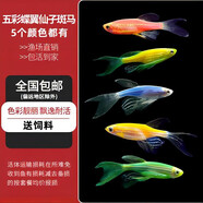 卡奇魚 斑馬魚 淡水魚 觀賞魚 小型觀賞魚 熱帶魚 蝶翼斑馬熒光好養(yǎng)易活 五彩蝶翼仙子斑馬各1條3-4cm