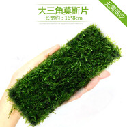 異景園魚(yú)缸水族箱造景水榕沉木活體水草淡水無(wú)土植物后景真水草凈水增氧 長(zhǎng)版莫斯(20*8)