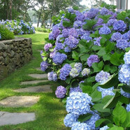 御春閣繡球花苗無(wú)盡夏四季開(kāi)花花盆栽庭院好養的花卉植物綠植鮮樹(shù)苗花卉 紫色無(wú)盡夏1棵2-4個(gè)分枝