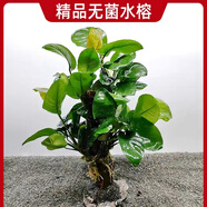 逸樂寵水榕沉木水草植物魚缸造景沉木帶水草溶定植大水榕幽靈辣椒榕陰性 精選大葉榕樹沉木高40cm寬30cm