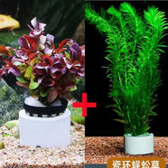 蜈蚣草水草魚缸造景好養(yǎng)耐活增氧綠菊水草植物真草凈化水質陰性 蜈蚣草6支+紅波6支【帶2重力環(huán)】
