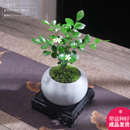 幼薇小葉飄枝九里香盆栽中式盆景室內(nèi)辦公室書房植物四季常青裝飾擺件 九里香+白色琉璃陶瓷盆+方形底盤 帶盆栽好