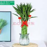 淺笑心柔水培植物盆栽室內花卉綠籮辦公室綠植除水養水生 招財竹籠+玻璃盆 含盆