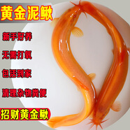 桐汝壁黃金泥鰍冷水泥鰍活體清潔魚觀賞清道夫淡水清潔魚小金龍魚黃金鰍 黃金鰍6-8厘米2條限購1單