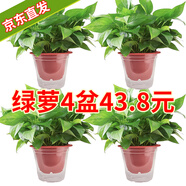 雙盟綠蘿盆栽除甲醛花卉綠植辦公室新房?jī)艋諝?60加高4盆裝源頭直發(fā)
