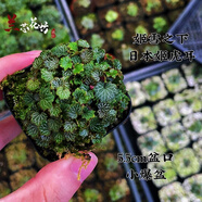 微型盆景菖蒲草魚缸龜池假山造景文人菖蒲清供室內(nèi)微型綠植盆栽 姬虎耳小爆盆 培育盆發(fā)貨贈送營養(yǎng)土肥料