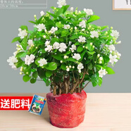 愛(ài)你一萬(wàn)年梔子花盆栽花卉植物室內(nèi)綠植四季好養(yǎng)茉莉花源頭直發(fā)驅(qū)蚊組合包郵 茉莉花10棵（原土無(wú)盆）+肥料