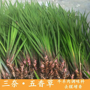 貴州新鮮三奈五香草茴香菖蒲隨手香山奈去腥除味增香牛羊肉調(diào)味料 香料用3斤