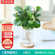 沭之美碧玉豆瓣綠水培植物綠植四季水養花卉 碧玉+玻璃瓶+竹托 源頭直發(fā)