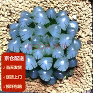 墨一（送貨上門）玉露多肉植物帶盆藍(lán)鏡玉露辦公室桌面盆栽植物花卉 OB1冰燈 帶盆栽好