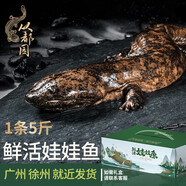 從都園順豐包郵娃娃魚活體生鮮大鯢海鮮水產鮮活淡水魚肉質鮮美3-18斤 一條5斤