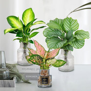 水培植物青蘋(píng)果竹芋綠植室內水養盆栽辦公室桌面觀(guān)葉花卉Y 瑪麗安透明瓶+青蘋(píng)果透明瓶+如