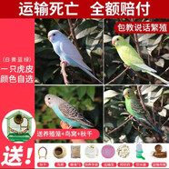 豪蚨虎皮鸚鵡鳥活體鸚鵡觀賞鳥親人可訓(xùn)練說話鳥小型虎皮鸚鵡包活豪蚨 自選虎皮一只+單層別墅+窩+秋千
