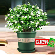 愛你一萬年梔子花盆栽花卉植物室內(nèi)綠植四季好養(yǎng)茉莉花源頭直發(fā)驅(qū)蚊組合包郵 茉莉花10棵（加侖盆）肥料