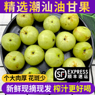 良知農(nóng)哥 【順豐】現(xiàn)摘新果 潮汕新鮮油甘果 牛甘果余甘果油柑果子滇橄欖 普通青油甘丨很酸榨汁推薦 1斤