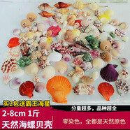 藍海精靈天然大海螺貝殼海星打孔 水族小魚(yú)缸造景裝飾底砂過(guò)濾造景裝飾擺 1斤100-130只天然海螺貝殼