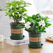 愛你一萬年梔子花盆栽花卉植物室內綠植四季好養(yǎng)茉莉花源頭直發(fā)驅蚊組合包郵 加侖盆【90#梔子花+茉莉花