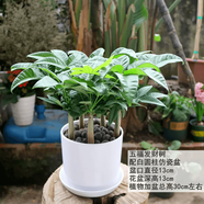 嘆為觀止18種吊蘭任你選金邊吊蘭各種盆栽花卉客廳垂吊桌面植物凈化空氣 五福發(fā)財(cái)樹【陶瓷盆】 含盆