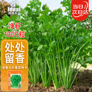 IDEAL理想農(nóng)業(yè) 香菜種子老品種大葉耐寒耐抽薹四季種芫荽種籽 約1300粒