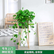 芙洛拉花園【兩小時(shí)達(dá)】綠蘿盆栽凈化空氣除甲醛大型綠植物大葉盆景送禮 綠蘿（含鐵架）