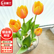 易囍藝 郁金香種球水培盆栽花卉土培室內花綠植盆栽水養(yǎng)植物花卉進口大 橙色郁金香1球+營養(yǎng)液
