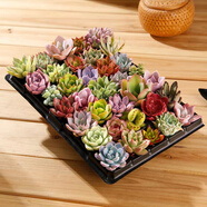 百潮盛多肉植物 小盆栽批發(fā)豪華套裝多肉組合桃蛋玉露綠植花卉園藝 【隨機】36顆植物隨機不重復 選項文字有標注