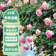 花友藤本月季花苗月季花樹苗盆栽特大花苗庭院爬藤植物陽臺(tái)薔薇爬墻 粉龍沙寶石【爬藤】大苗 1-1.3米高度多分叉