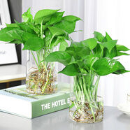 淺笑心柔水培植物盆栽室內(nèi)花卉綠籮辦公室綠植除水養(yǎng)水生 水培綠蘿/高圓柱玻璃盆（兩套）  含盆