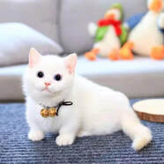 double yellow英短藍貓幼貓活體寵物藍白金銀漸層小貓活物 寵物級 金點(diǎn) 公