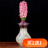 歐悟碗蓮種子室內(nèi)盆栽水培植物水養(yǎng)荷花綠植花卉風(fēng)信子水仙花種球睡蓮 粉色風(fēng)信子種球1顆+盆+營養(yǎng)液