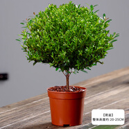 繽賢繽賢小葉赤楠老樁樹苗盆栽綠植花卉室內(nèi)客廳好養(yǎng)美觀四季常青 小號赤楠（原盆原土） #28