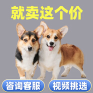 寧寵 柯基犬柯基幼犬寵物狗狗活體犬短腿狗小狗崽活物雙色三色定金 混血級(jí) 公