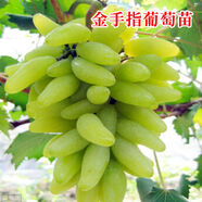 格秀潔葡萄苗樹(shù)苗盆栽 庭院爬藤果樹(shù)苗盆栽地栽當年結果南方北方種植 金手指 12年苗【壓彎枝頭】