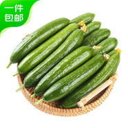 京鮮生 山東荷蘭水果黃瓜凈重5斤 單果100g+ 健康輕食早餐 源頭直發(fā)