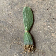 可嫁接食用仙人掌盆栽綠植花卉多肉墨西哥米邦塔植物盆栽室內(nèi) 無(wú)刺仙人掌2片帶根