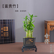 綠有意步步高觀音竹富貴荷花竹水養(yǎng)土培盆栽室內(nèi)桌擺植物吸甲醛水培植物 步步高富貴竹（方形舍得密胺托盆 含盆