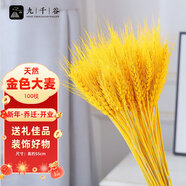 九千谷麥穗干花束開業(yè)喬遷大麥裝飾擺件客廳玄關(guān)假花插花 金色100支4398