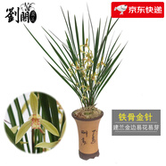 劉閣蘭花蘭花苗 香妃 有香味的夏帶花苞出售室內(nèi)外花卉綠植盆栽草觀花植物 鐵骨金針5苗加盆土肥，說明書