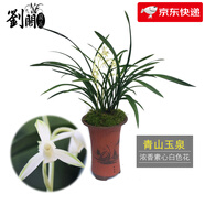 劉閣蘭花蘭花建蘭名品青山玉泉 四季蘭花苗現帶花苞好養花卉盆栽當年開(kāi)花 3苗連體裸根帶花苞