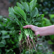 四季陽臺盆栽菠菜番茄辣椒白菜小蔥蘿卜生菜孑香菜籽蔬菜種子大全 小葉菠菜（400粒）買2送1