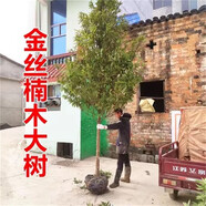小葉金絲楠木樹苗大樹正宗名貴樹苗地栽盆栽南北方種庭院綠化苗木 地徑7cm【帶土帶葉】