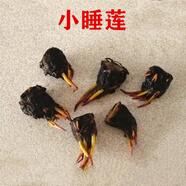 池塘睡蓮花魚(yú)缸睡蓮根塊帶花苞四季盆栽水培植物庭院睡蓮花苗潤景 迷你小睡蓮【1棵】隨機顏色