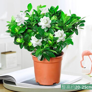 愛你一萬年梔子花盆栽花卉植物室內綠植四季好養(yǎng)茉莉花源頭直發(fā)驅蚊組合包郵 120#梔子花簡易盆